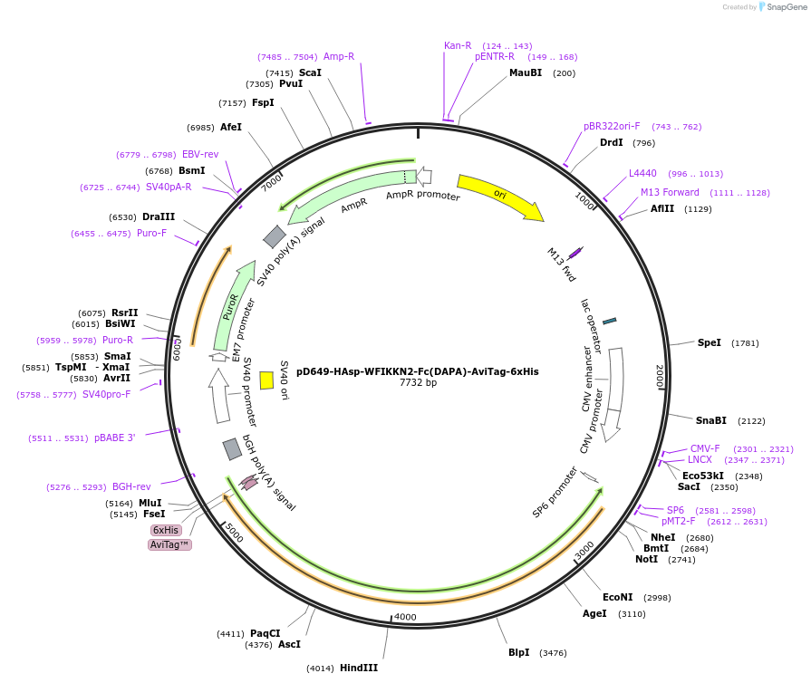 156911-plasmid-map-sequence-id-302931