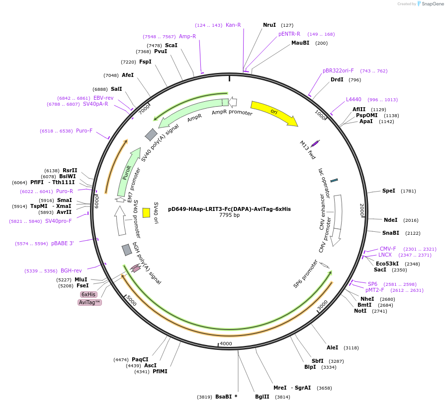156914-plasmid-map-sequence-id-302937