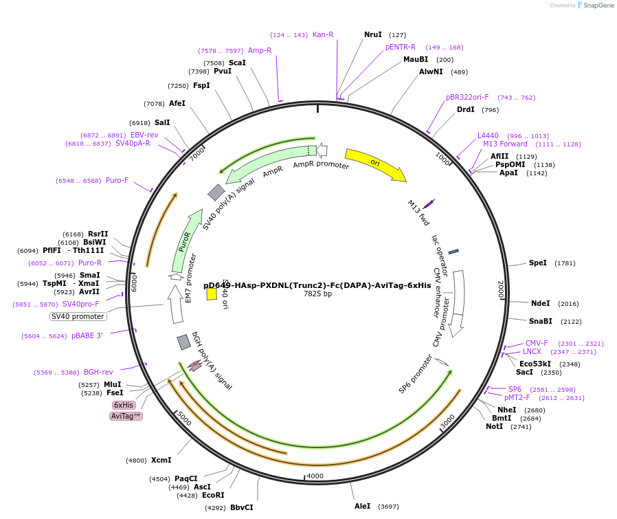 156916-plasmid-map-sequence-id-302941