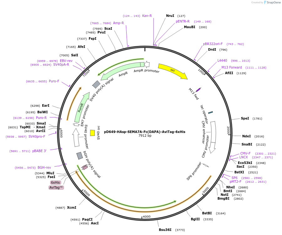 156922-plasmid-map-sequence-id-302953