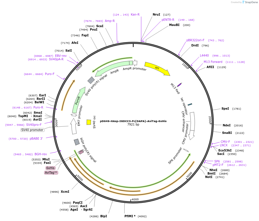 156925-plasmid-map-sequence-id-302959