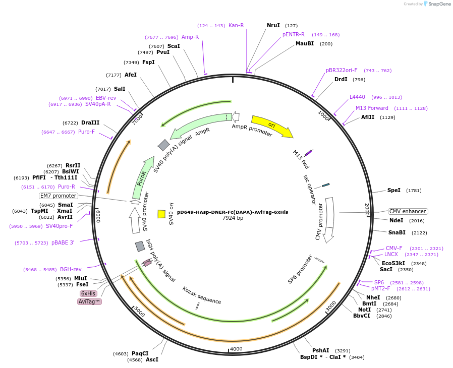 156926-plasmid-map-sequence-id-302961