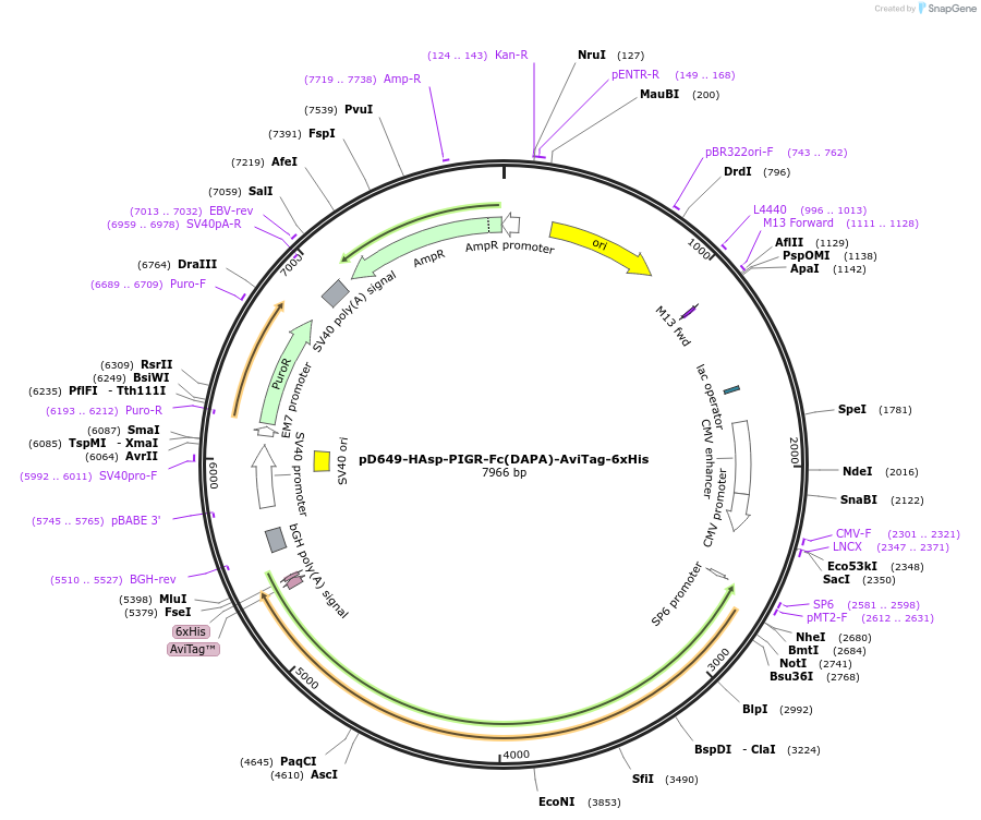 156929-plasmid-map-sequence-id-302967