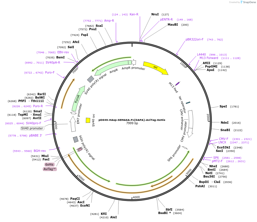 156932-plasmid-map-sequence-id-302973