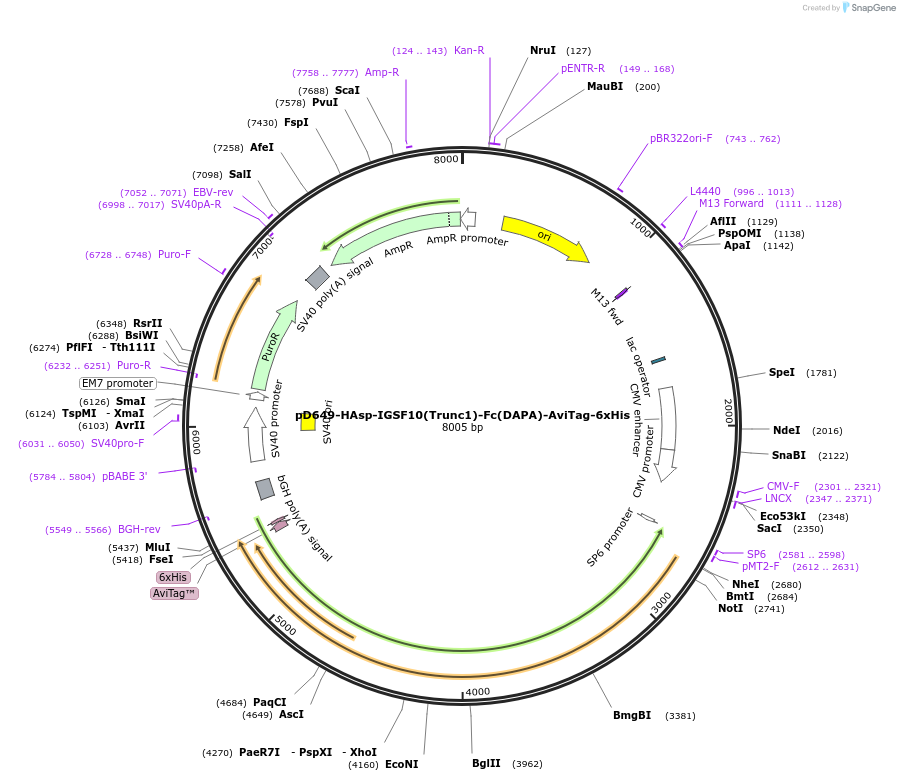 156933-plasmid-map-sequence-id-302975