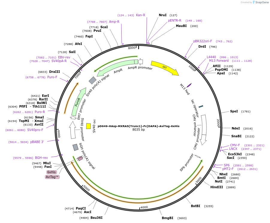 156936-plasmid-map-sequence-id-302981