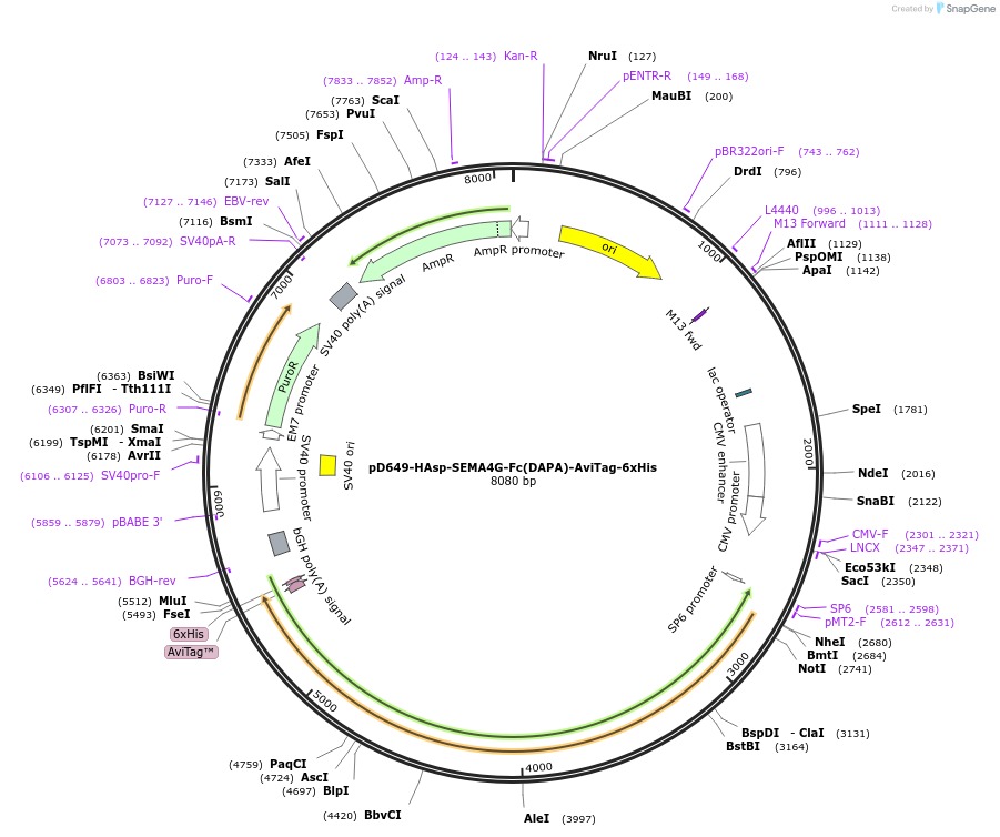 156939-plasmid-map-sequence-id-302987
