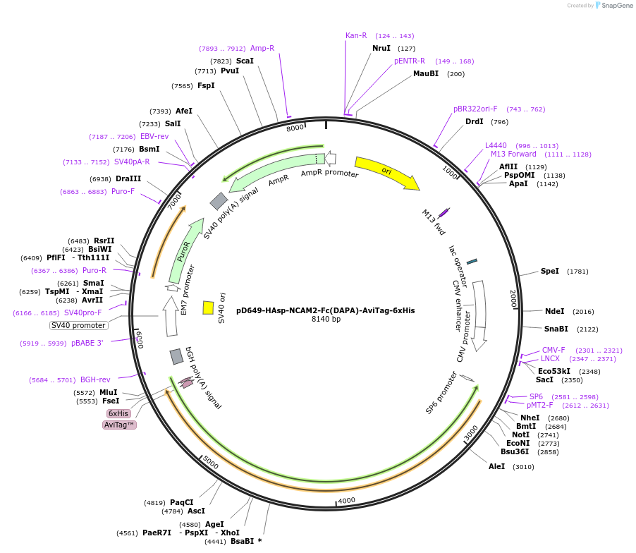 156945-plasmid-map-sequence-id-302999