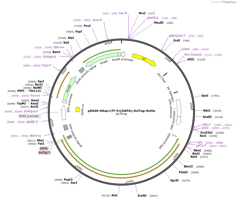156946-plasmid-map-sequence-id-303001