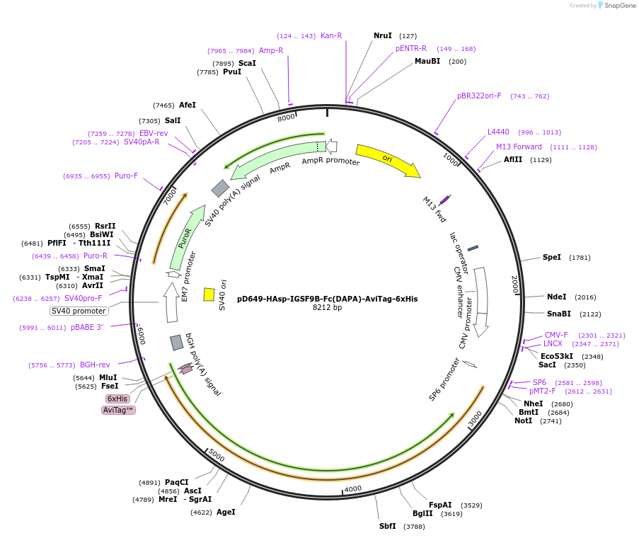 156949-plasmid-map-sequence-id-303007