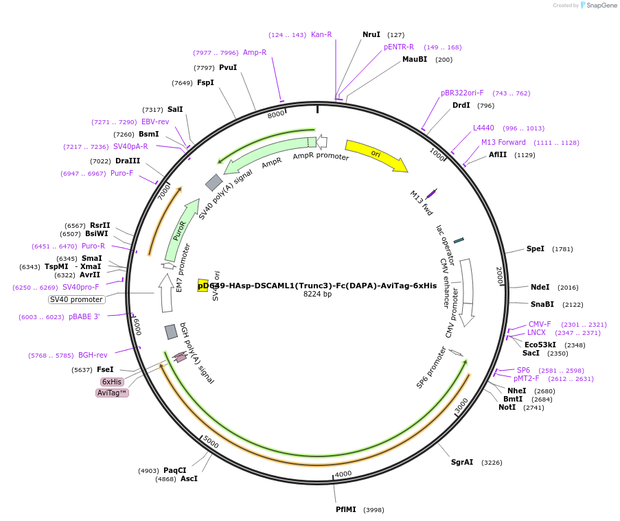156950-plasmid-map-sequence-id-303009