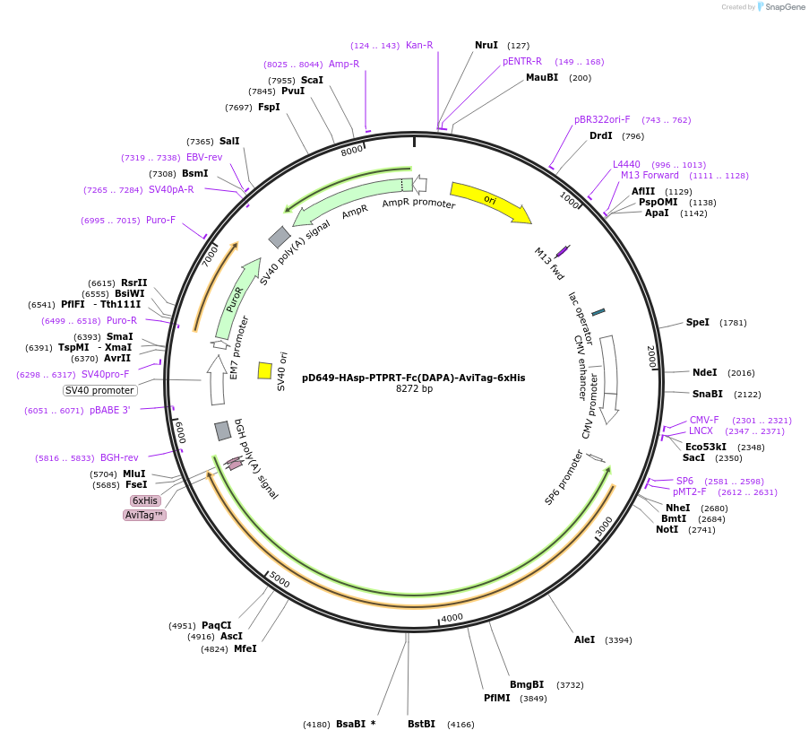 156954-plasmid-map-sequence-id-303017
