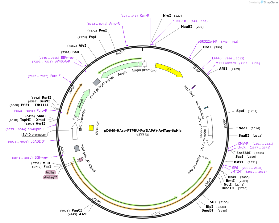 156960-plasmid-map-sequence-id-303029