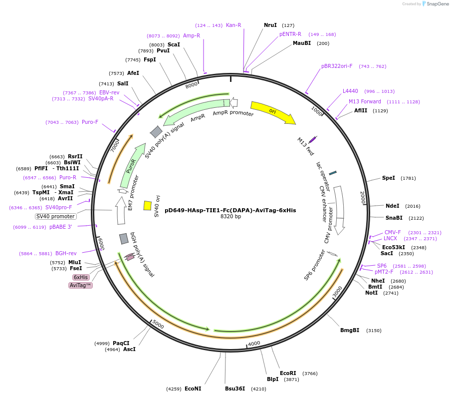 156963-plasmid-map-sequence-id-303035