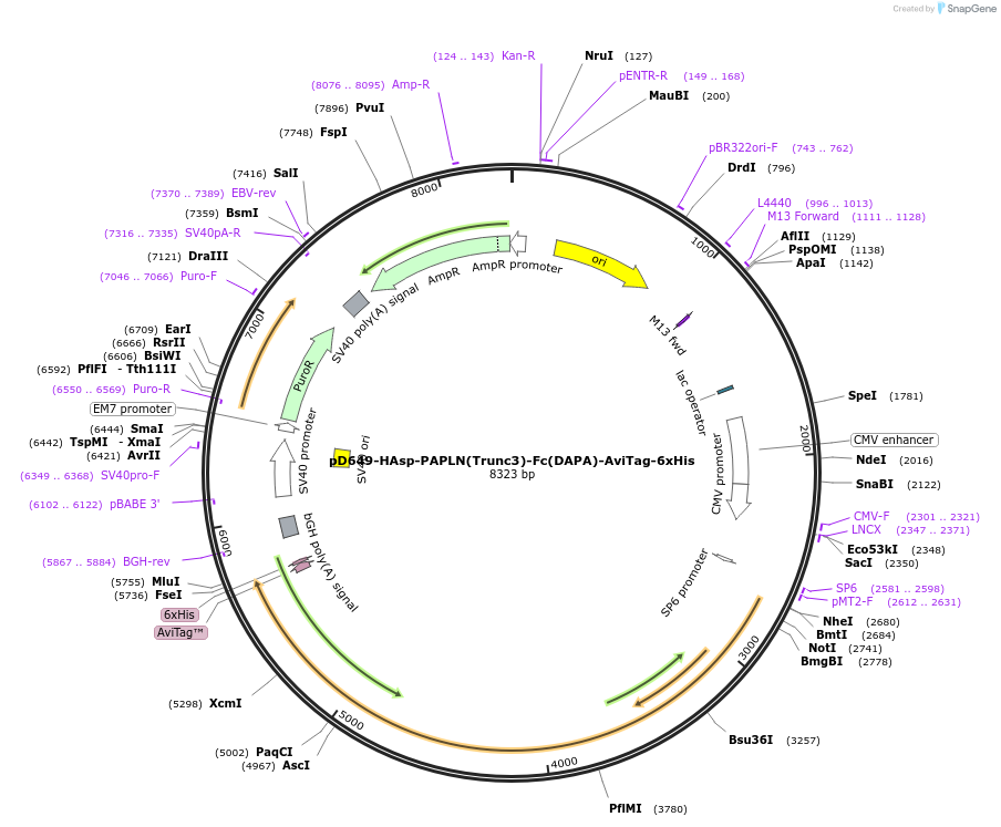 156965-plasmid-map-sequence-id-303039