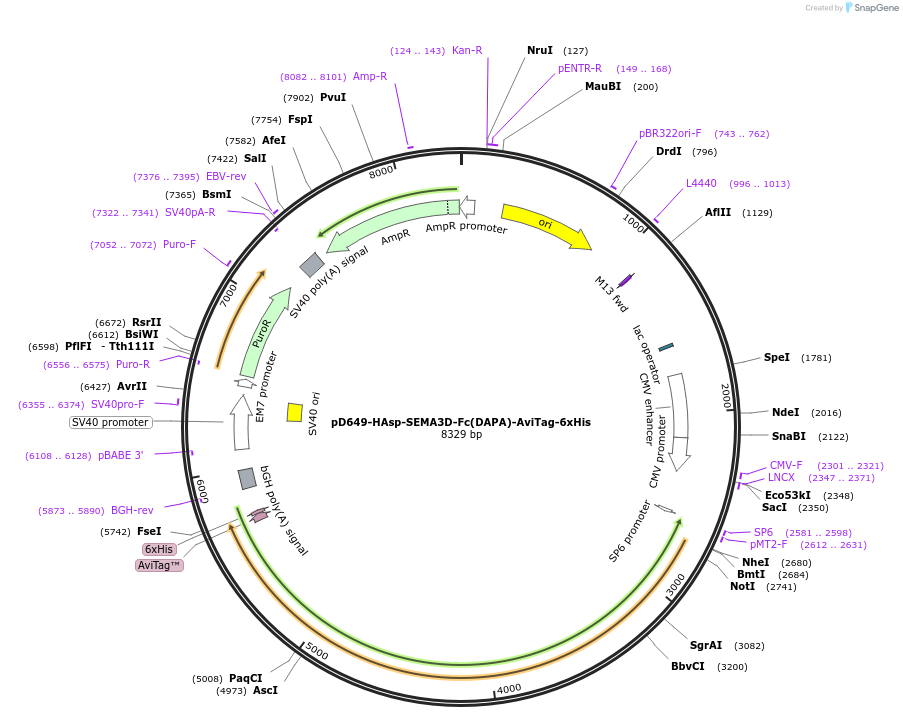 156966-plasmid-map-sequence-id-303041
