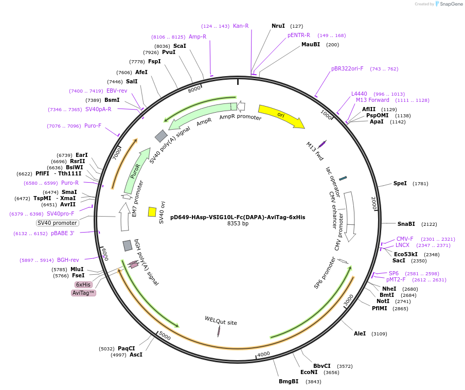 156969-plasmid-map-sequence-id-303047