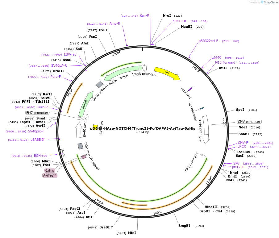 156973-plasmid-map-sequence-id-303055