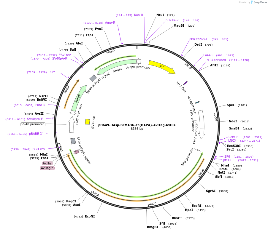156975-plasmid-map-sequence-id-303059