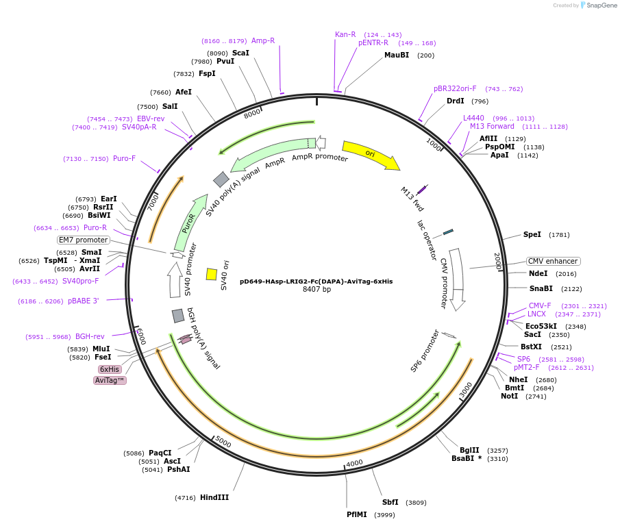 156976-plasmid-map-sequence-id-303061