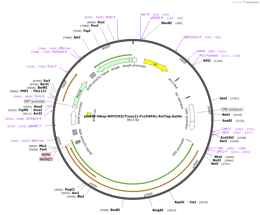 156978-plasmid-map-sequence-id-303065