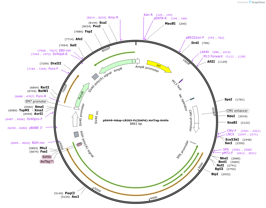 156979-plasmid-map-sequence-id-303067