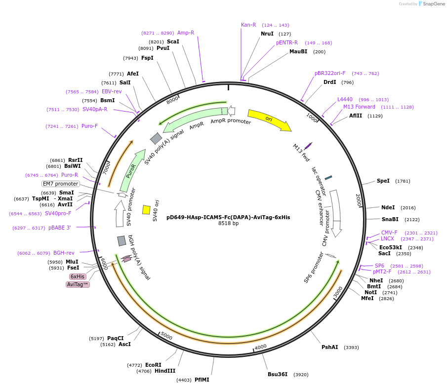 156980-plasmid-map-sequence-id-303069