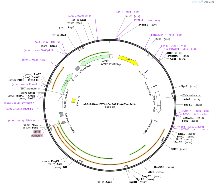 156985-plasmid-map-sequence-id-303079