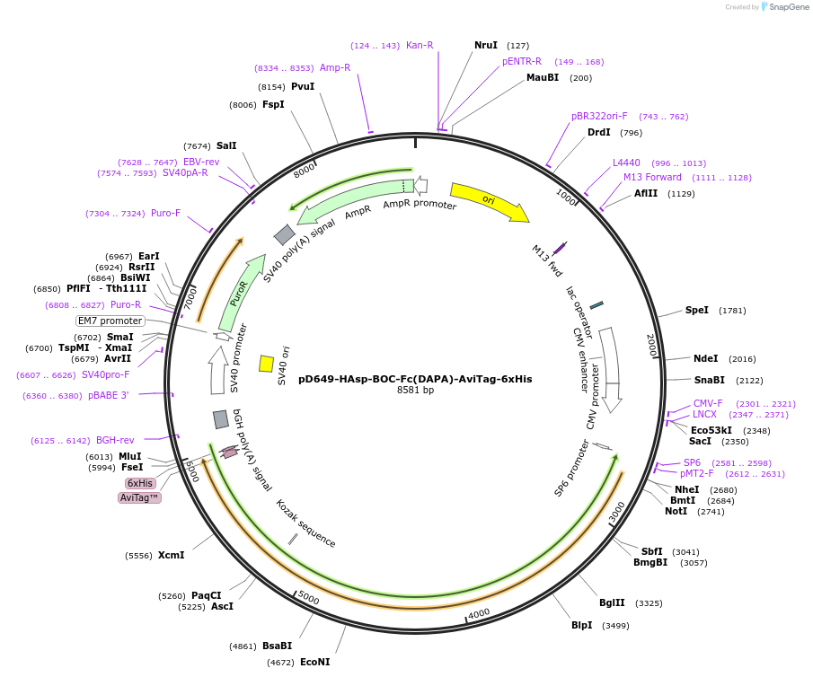 156986-plasmid-map-sequence-id-303081