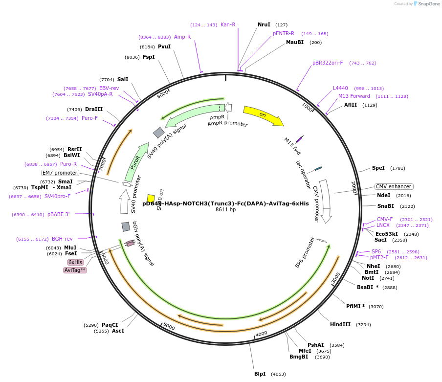 156988-plasmid-map-sequence-id-303085