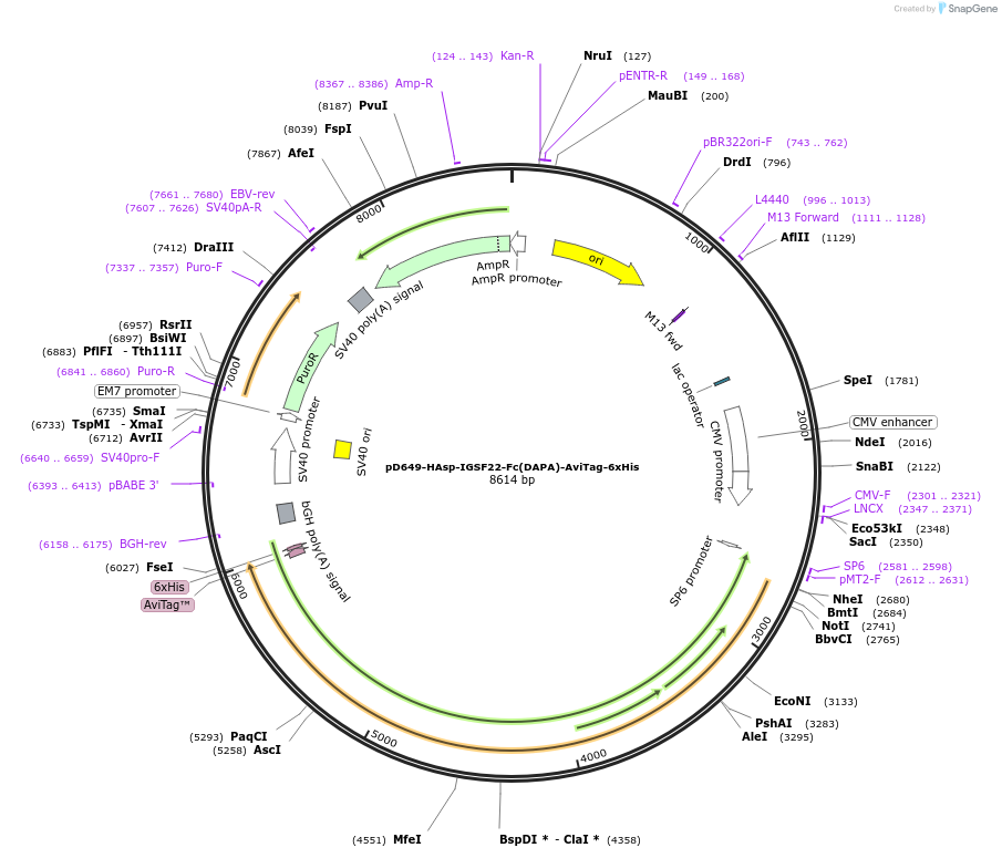 156989-plasmid-map-sequence-id-303087