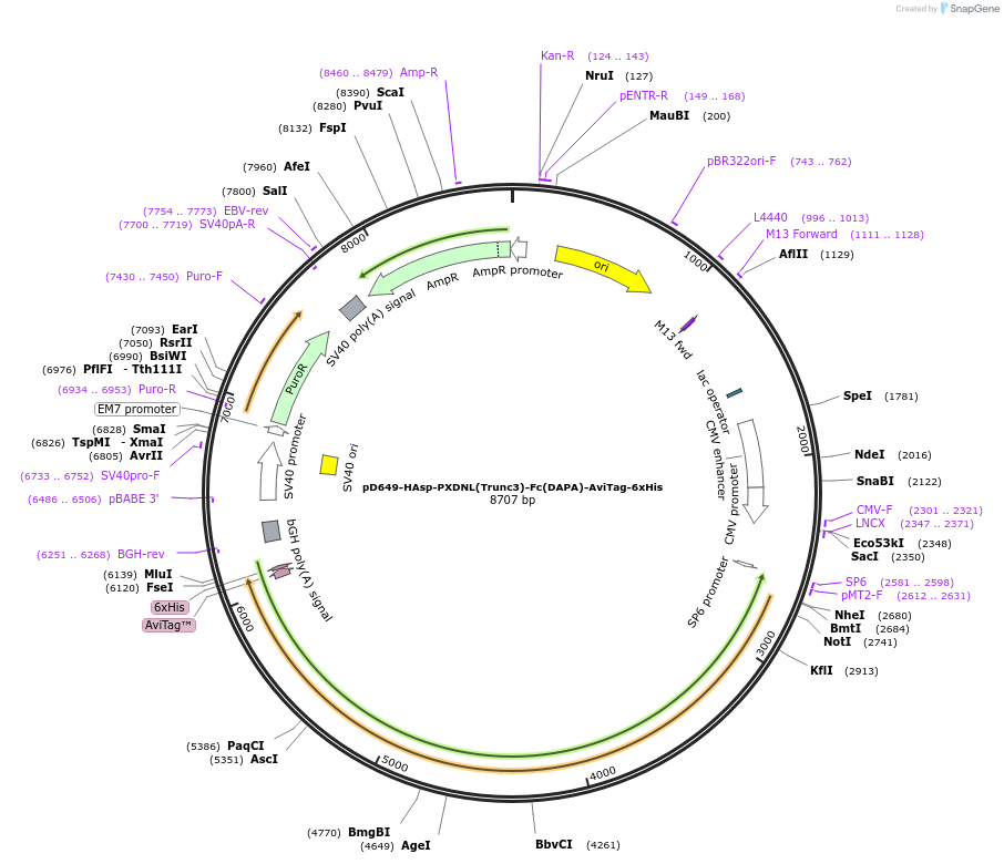 156994-plasmid-map-sequence-id-303097