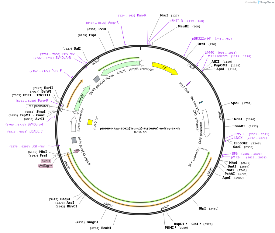 157000-plasmid-map-sequence-id-303109