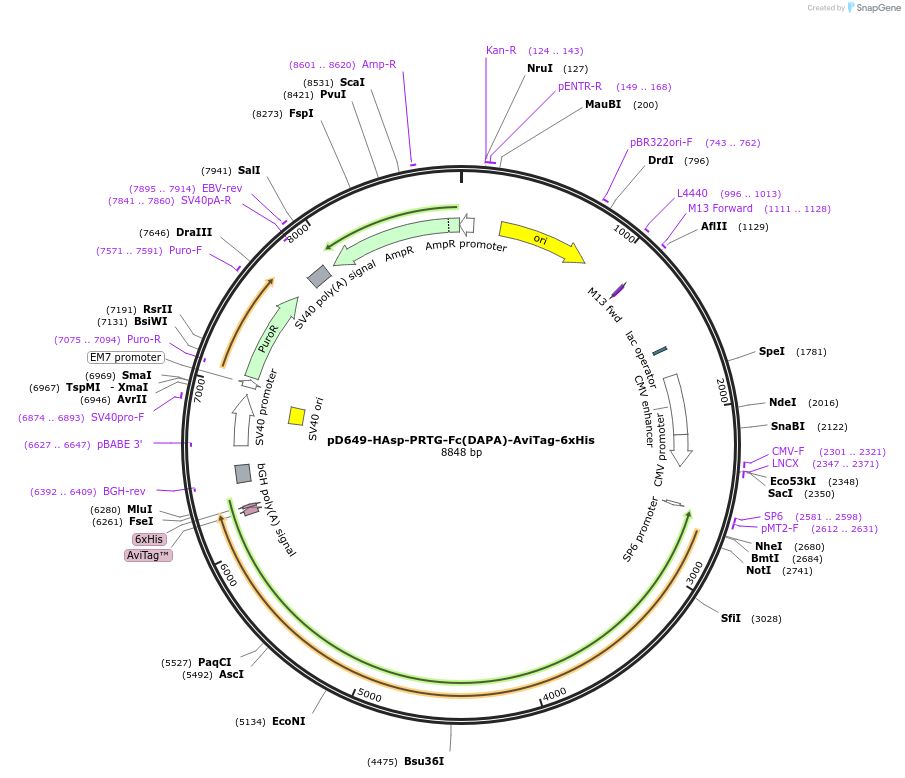 157004-plasmid-map-sequence-id-303117