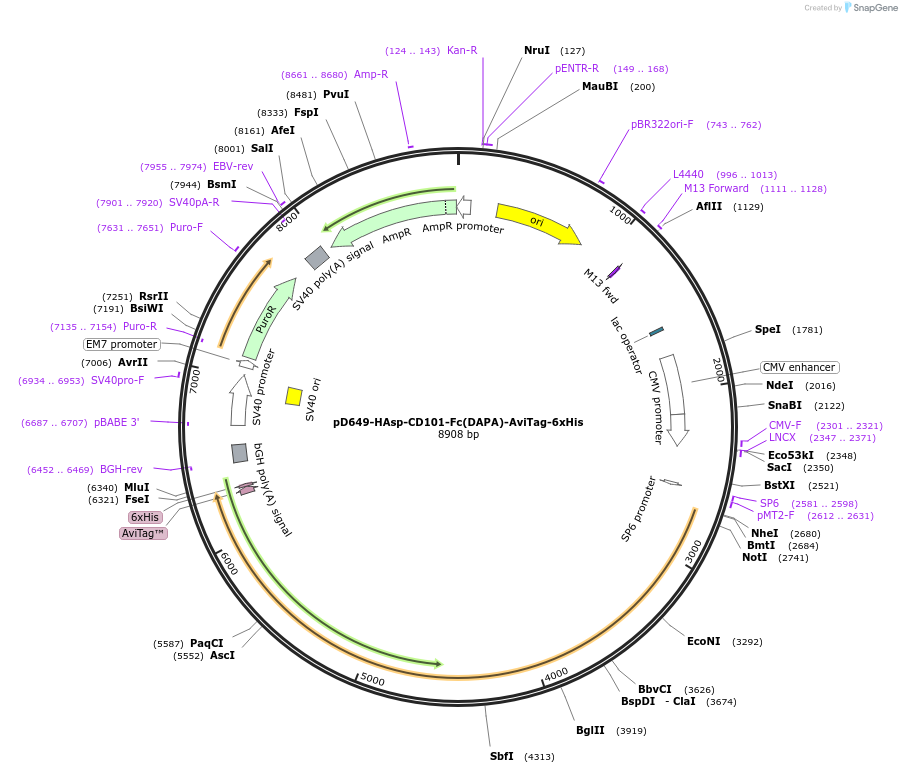 157006-plasmid-map-sequence-id-303121