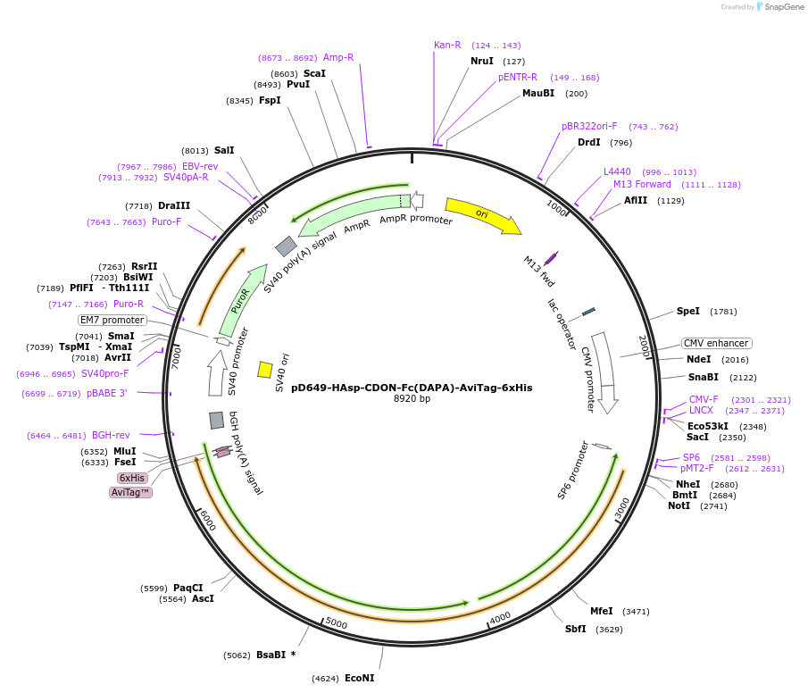 157007-plasmid-map-sequence-id-303123