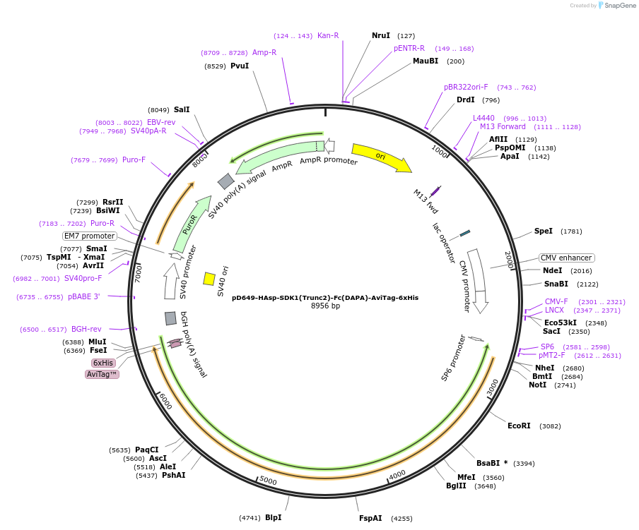 157009-plasmid-map-sequence-id-303127
