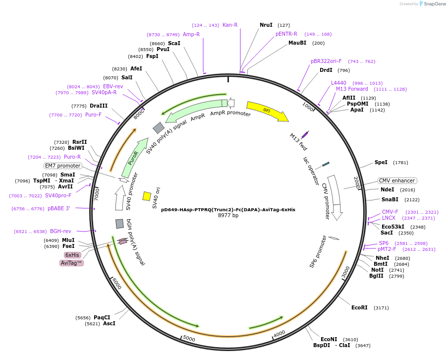 157011-plasmid-map-sequence-id-303131