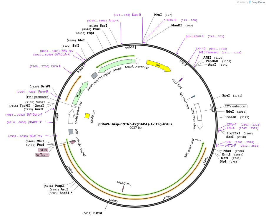 157015-plasmid-map-sequence-id-303139