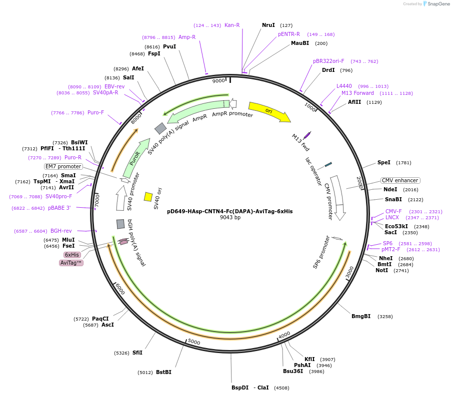 157017-plasmid-map-sequence-id-303143