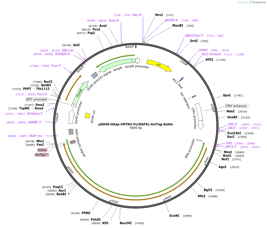 157018-plasmid-map-sequence-id-303145