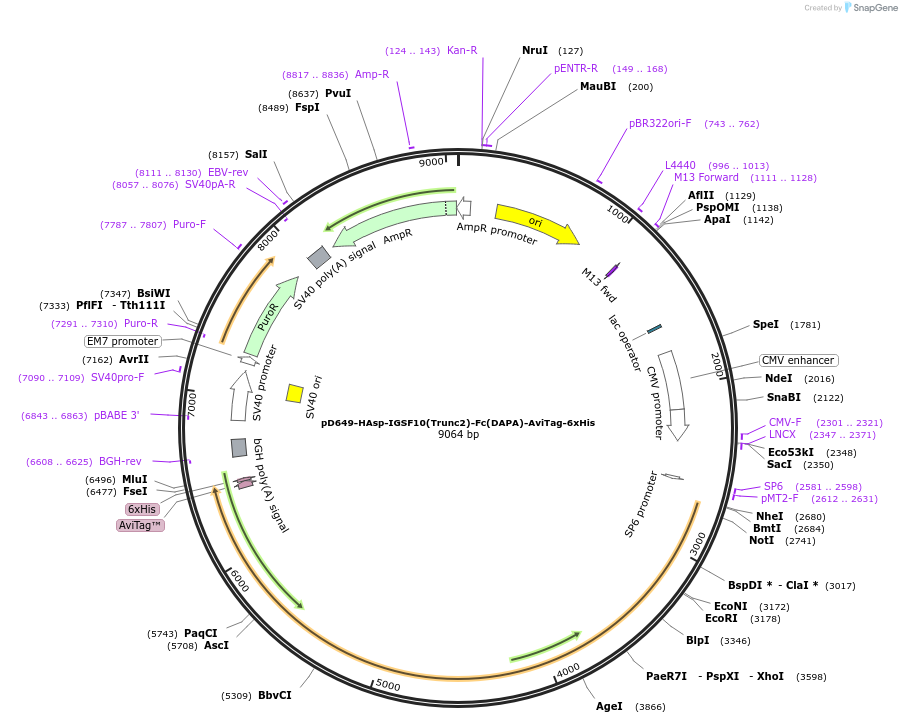 157020-plasmid-map-sequence-id-303149