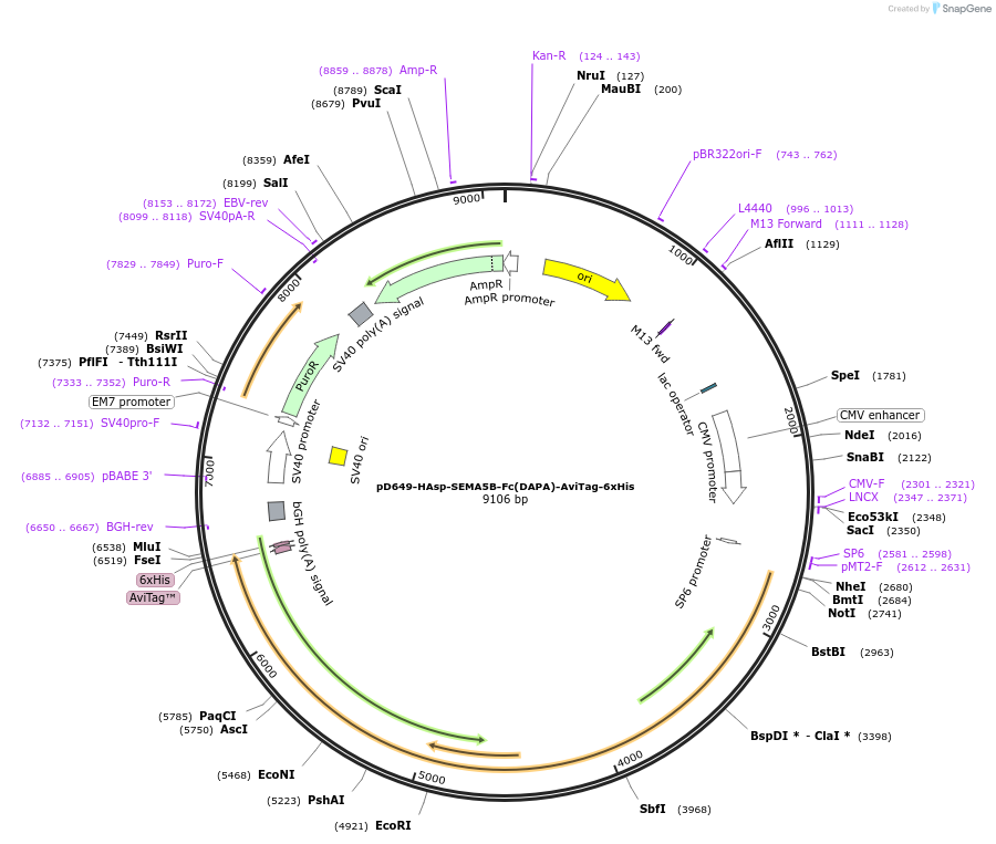 157021-plasmid-map-sequence-id-303151