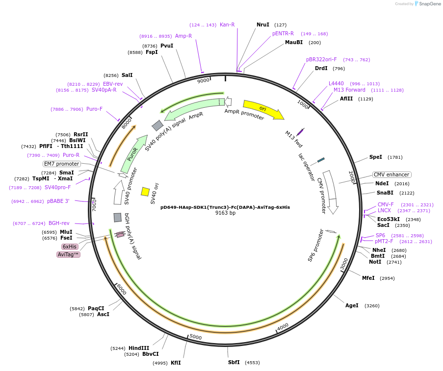 157022-plasmid-map-sequence-id-303153