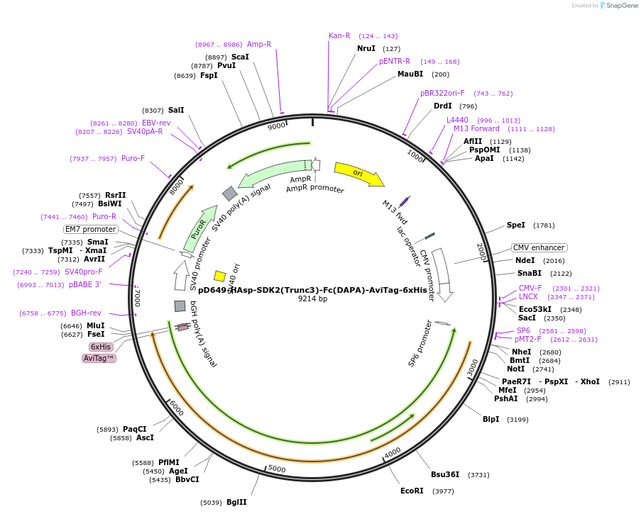 157025-plasmid-map-sequence-id-303159
