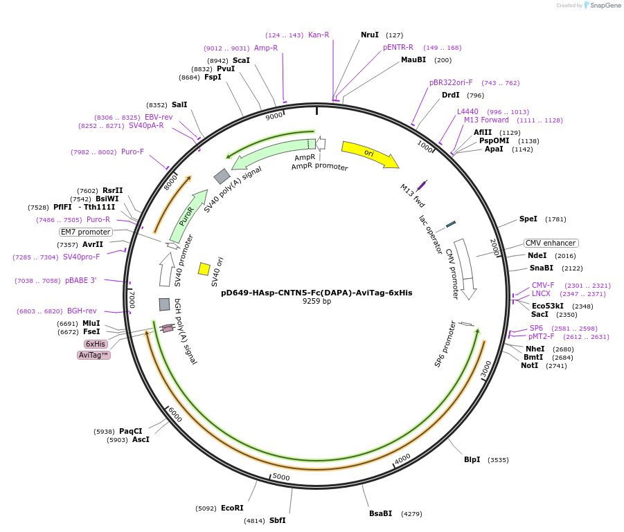 157026-plasmid-map-sequence-id-303161