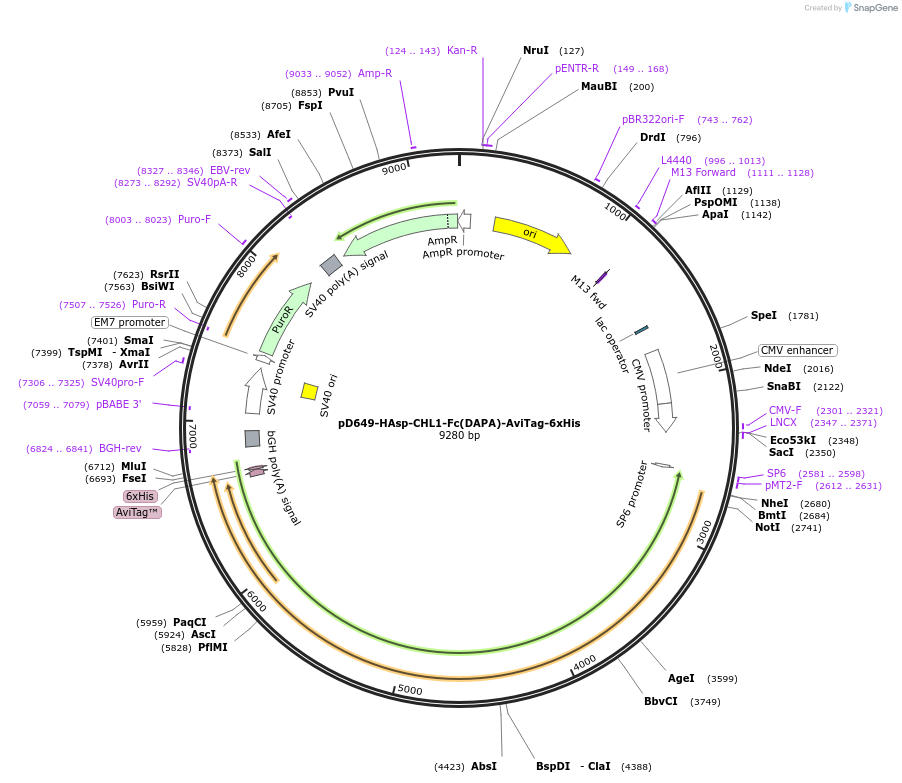 157028-plasmid-map-sequence-id-303165