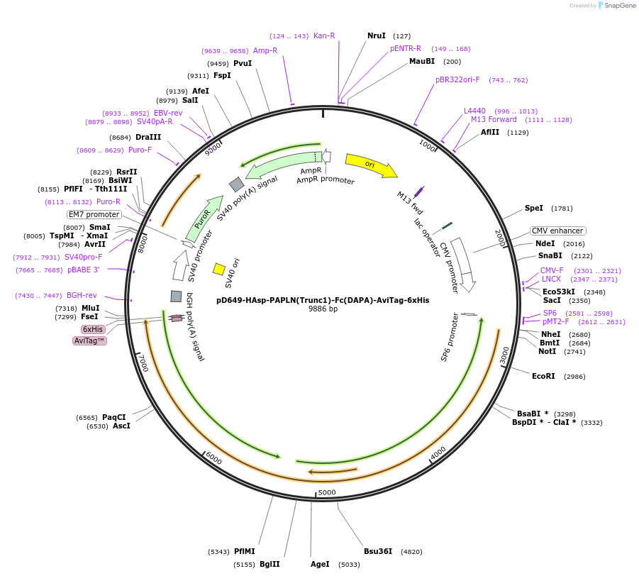 157039-plasmid-map-sequence-id-303187