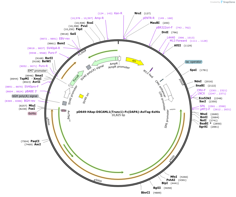 157043-plasmid-map-sequence-id-303195