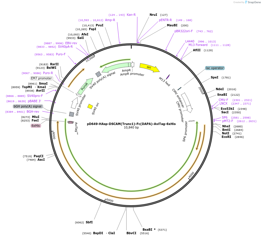 157044-plasmid-map-sequence-id-303197
